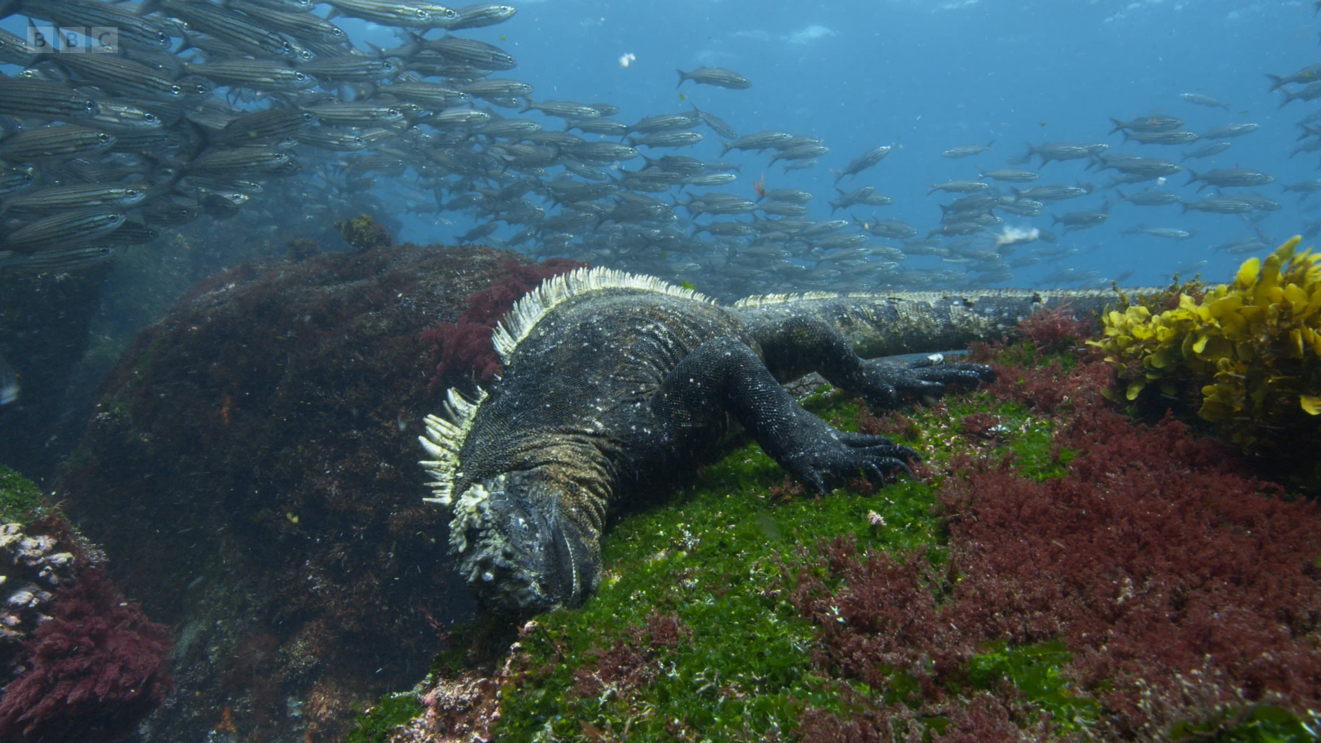 Fernandina marine iguana (Amblyrhynchus cristatus cristatus) as shown in A Perfect Planet - Oceans
